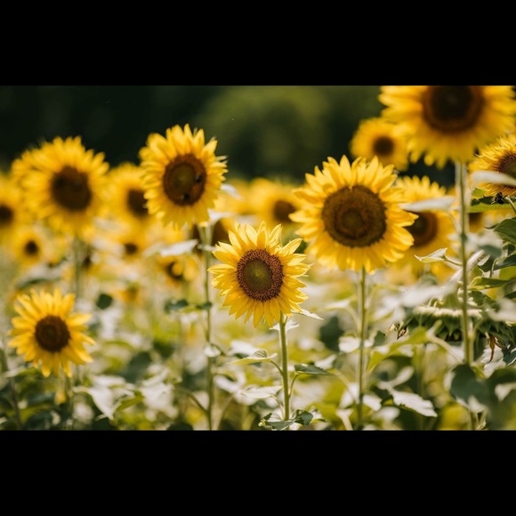 Meet your Posher, Metra - Picture 1 of 1